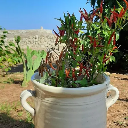 Çiftlik konaklama Tenuta L'alba Di Monte Matino Otranto