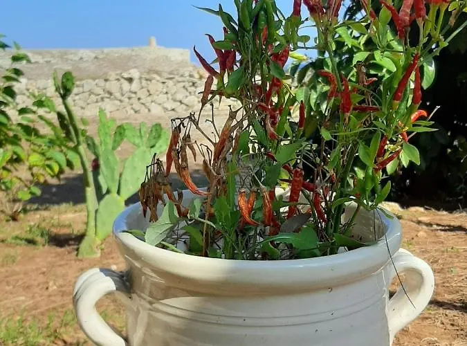 Çiftlik konaklama Tenuta L'alba Di Monte Matino Otranto